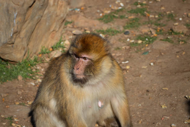 Cute Barbary macaque ape monkey , Ifrane national park, Morocco