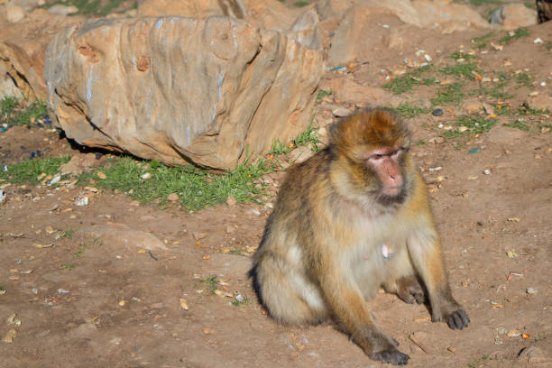 Barbary macaque family resting on a sunlit wall in Gibraltar, nurturing their newborn baby and enjoying the warmth of the day while bonding in their natural habitat
