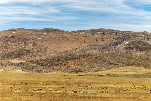 View of a herd of sheep, in the Middle Atlas Mountains, Morocco