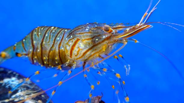 istock Rockpool shrimp (Palaemon elegans), crustacean underwater 1927293985