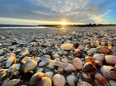 Beatiful seashell under the sun set light, behind the ocean with sun reflection