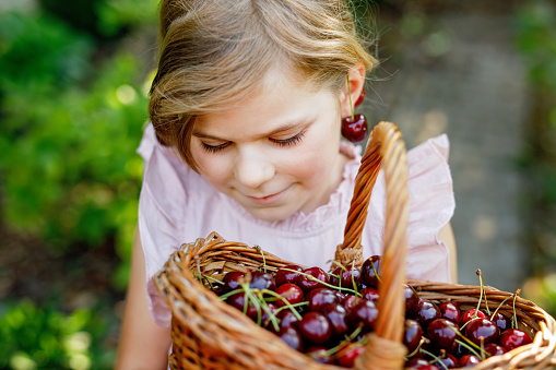 Beautiful girl in the garden. Happy girl with cherries. Preschol child with basket full of ripe berries and fun cherry earrings
