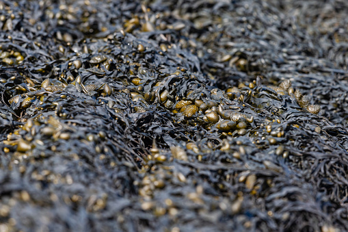 Daytime top view close-up of Seaweed (Fucus Vesiculosus) at the Dutch Wadden (the Wadden Sea, a World Heritage Site) near Termunterzijl {Groningen), shallow DOF