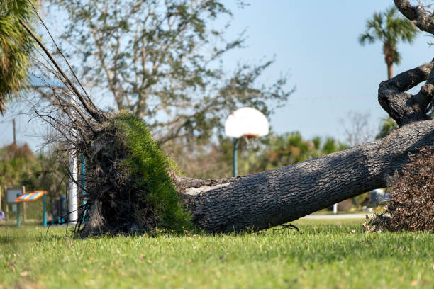 Tree removal after hurricane damage in Florida home backyard. Fallen down debris after strong tropical storm winds. Consequences of natural disaster.