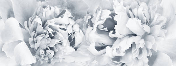 istock Peonies flowers.   Floral background.  Closeup.  Nature. 1927320452