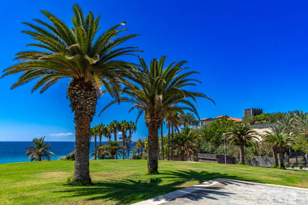 Beach del Duque palm tree on the beach on the Atlantic Ocean wild vegetation Tenerife