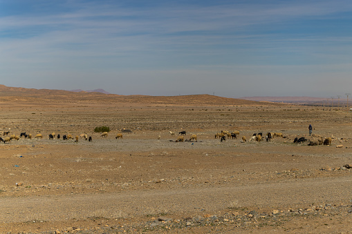 View of a herd of sheep, in the Middle Atlas Mountains, Morocco