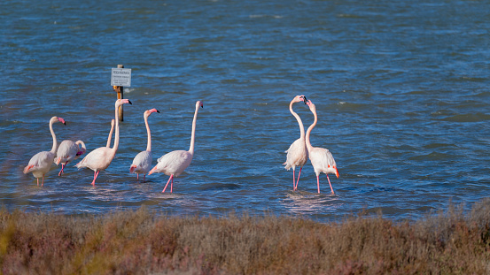 flamingos in their natural environment. A flock of flamingos in saltwater ponds with pumped seawater harbor pine pond. Flamingo migration.