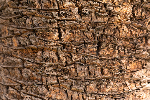 Close up date palm tree trunk texture in a sunny day.
