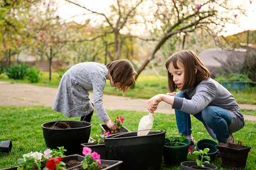 Two cute girls planting flowers in the yard during spring day.