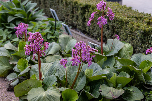 Green leaves and pink flower bergenia crassifolia. High quality photo