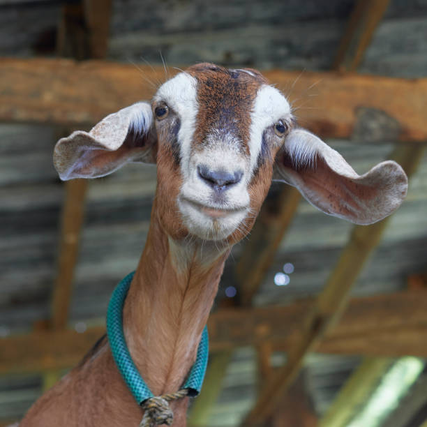 istock portrait of a goat, close-up 1927373371