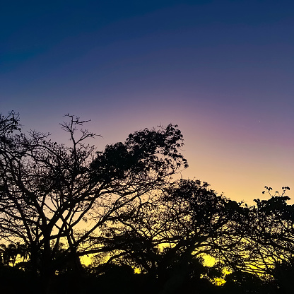 View of tropical trees silhouette  before sunrise at public leisure park of Caracas city.The name of the park is 