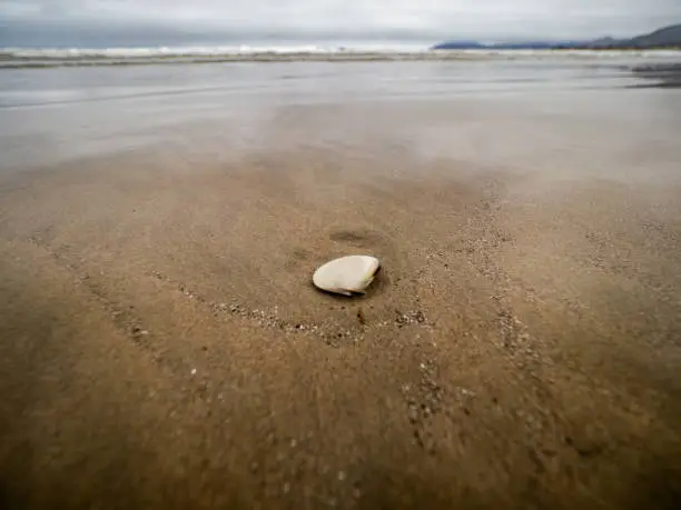The beauty of a shell seen during a walk on the beach of Pismo, California