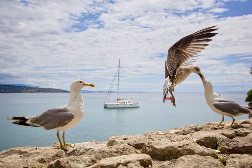 The yellow-legged gull (Larus michahellis) while feeding chick on the historical wall with a view to the sea with a small boat