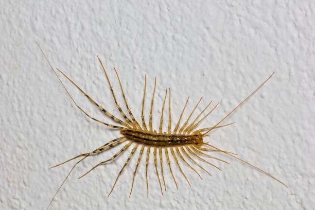 istock The house centipede (Scutigeta coleopterata) on the white wall 1927394942