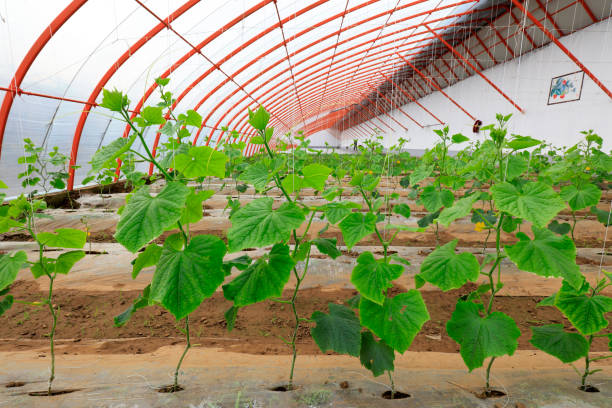 Cucumber seedlings in Greenhouse Cucumber seedlings in Greenhouse Shed Plastic Film stock pictures, royalty-free photos & images