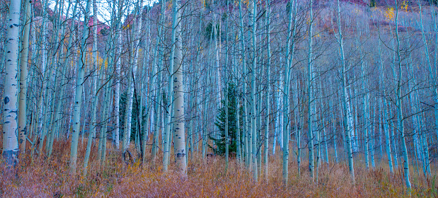 Aspen Trees near Aspen, Colorado