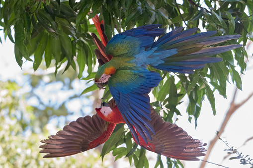 Two Scarlet macaw (Ara macao)   hanging upside down from a branch, romping. Photographed in Costa Rica. Wildlife.