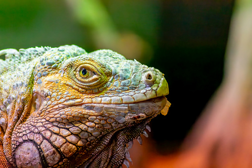 The head and face of a green or American iguana imprisoned in a zoo of the Vigo