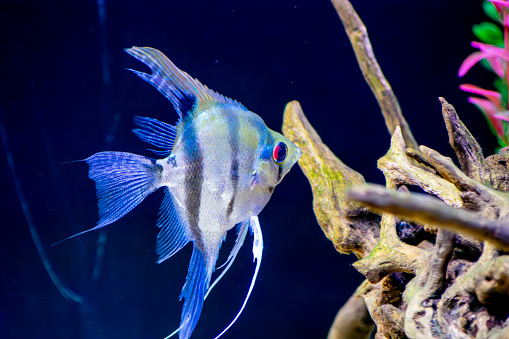 Closeup of an ornamental aquarium fish Scalaria or angelfish Pterophyllum escalare