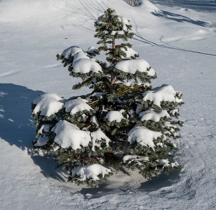 Snow-covered spruce branches take on a completely different look. They reflect calm and tranquility.