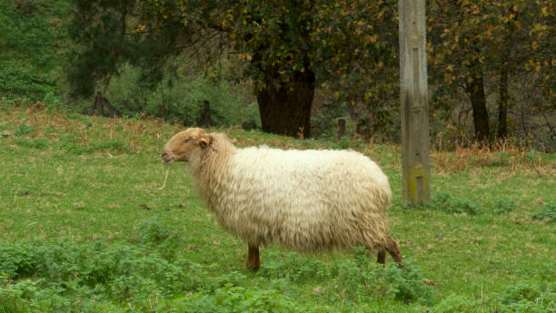 Free dalls sheep stock photos. Download the best free dalls sheep ...