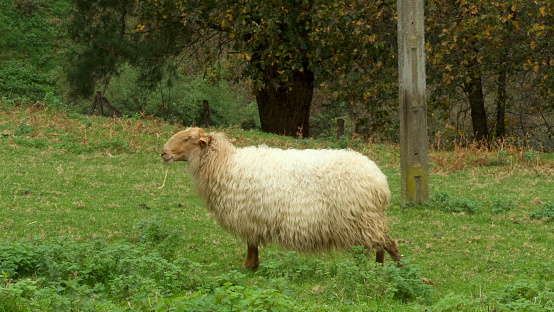 Female sheep on a nice mountain moor