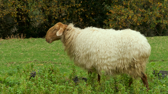 White sheep in a mountain meadow with oak trees in the background