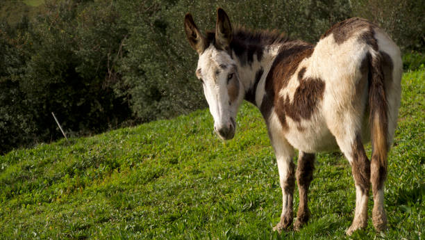 istock Two-colored donkey grazing in a meadow in the mountains 1927416562