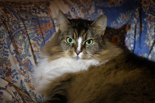 Beautiful long-haired cat lies snuggled up in bed and looks into the camera in lamplight