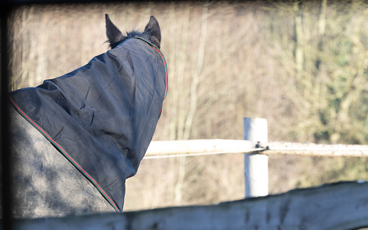 Hanoverian warmblood horse chilling in the sun in winter