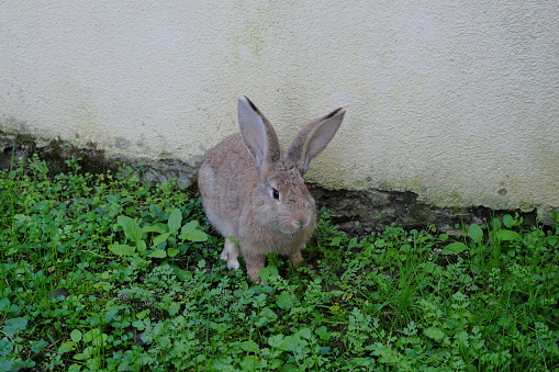 gray rabbit. gray rabbit in green grass near the wall