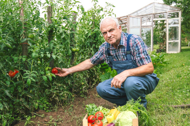 istock Farmer and full box of organic vegetable. Harvest. Copy space 1927447964