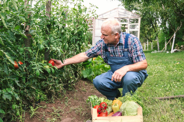 istock Farmer and full box of organic vegetable. Harvest. Copy space 1927447965