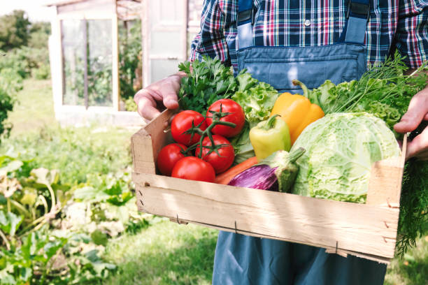 istock Farmer and full box of organic vegetable. Harvest. Copy space 1927447973