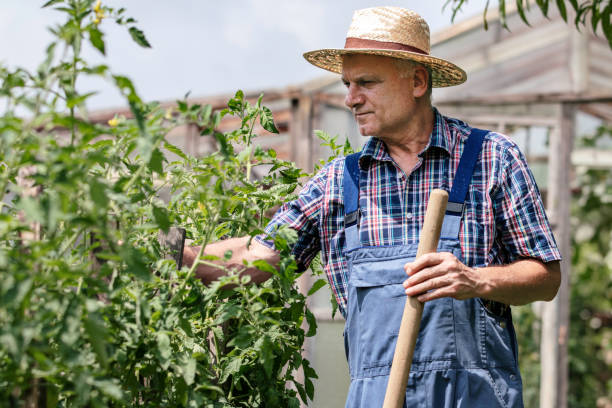 istock Farmer in the organic garden 1927447975