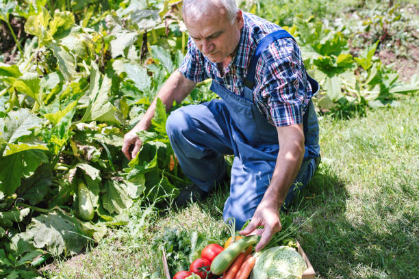 istock Farmer and full box of organic vegetable. Harvest. Copy space 1927447979