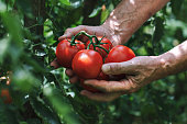 Farmer in the organic garden. Tomato harvest. Copy space