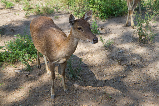 The Javan rusa or Sunda sambar (Rusa timorensis) is a deer species that is endemic to the islands of Java, Bali and Timor (including Timor Leste) in Indonesia