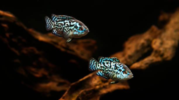istock electric blue jack dempsey cichlid fish in aquarium 1927460561