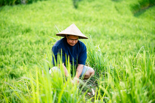 Asian farmer working and walking in a rice field in Ubud Bali