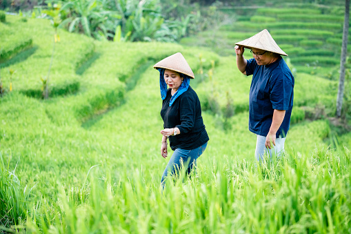 Asian farmer working and walking in a rice field in Ubud Bali