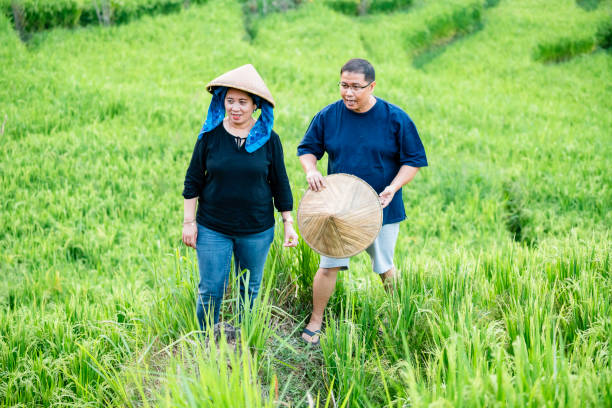 istock Asian farmer working and walking in a rice field 1927492572