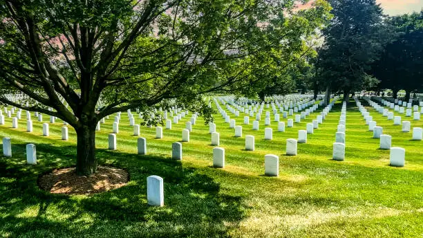 Photo of Tree with huge rows of white marble tombstones at Arlington National Military Cemetery.