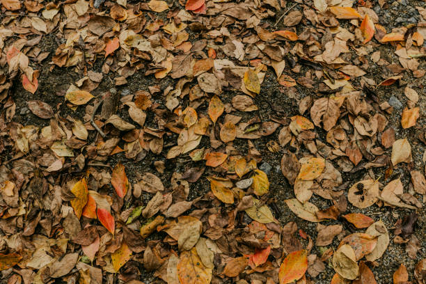 Fallen leaves on the ground in autumn