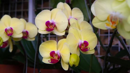 Beautiful multicolored phalaenopsis orchid in flowers. olorful Orchid flowers at a flower show
