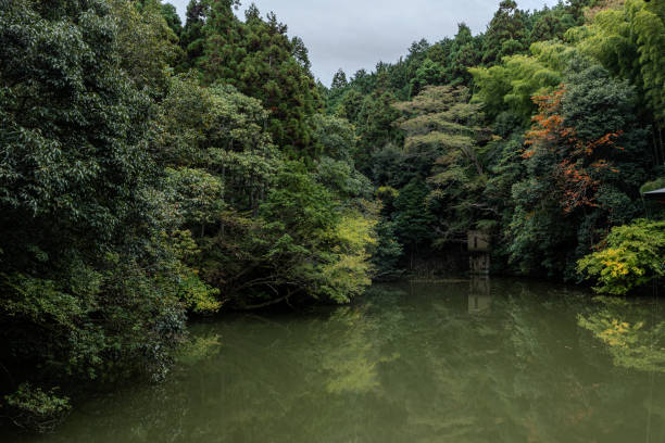 緑豊かな森の中の穏やかな池