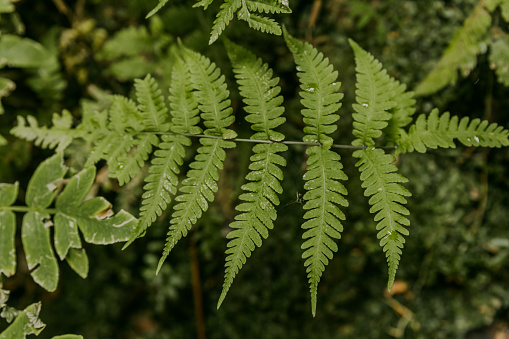 A close-up of a fern frond