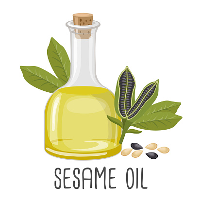 Sesame oil, seeds and sesame plant. Sesame seed oil. Food. Illustration, vector